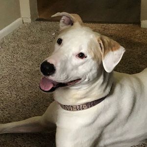 Meet your Posher, Krista